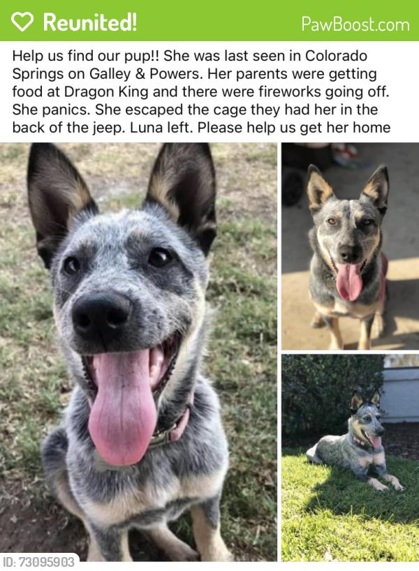Reunited Female Dog last seen North Union & Mirage Dr, Colorado Springs, CO 80920