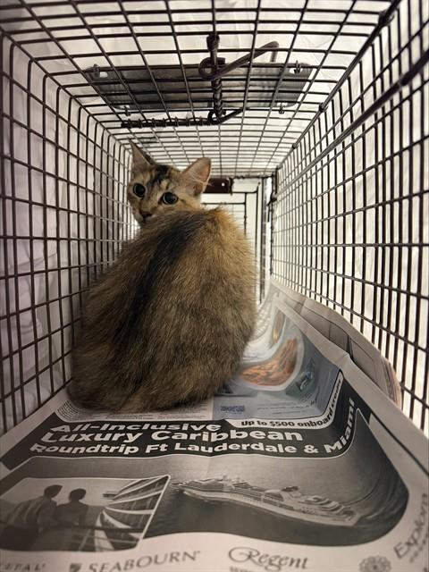 Shelter Stray Unknown Cat last seen Near BLOCK SW 14 CT, FORT LAUDERDALE FL 33315, 2400 SW 42nd St, Fort Lauderdale, FL 33312, USA