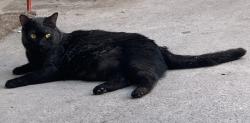 Lost Female Cat last seen Near N 28th drive #1120, Phoenix, AZ 85029