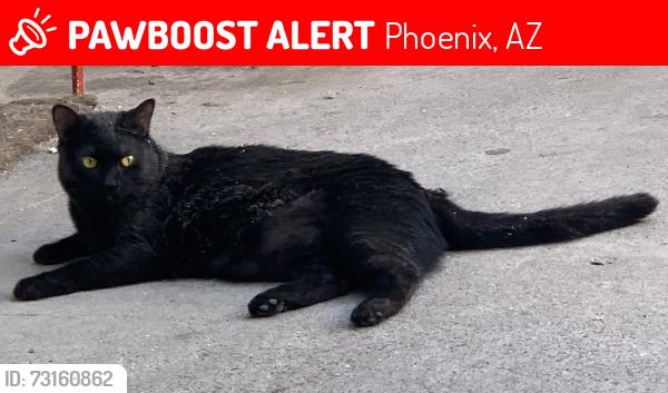 Lost Female Cat last seen Near N 28th drive #1120, Phoenix, AZ 85029