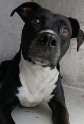 Shelter Stray Female Dog last seen Near BLOCK SW 5 PL, FORT LAUDERDALE FL 33312, 2400 SW 42nd St, Fort Lauderdale, FL 33312, USA
