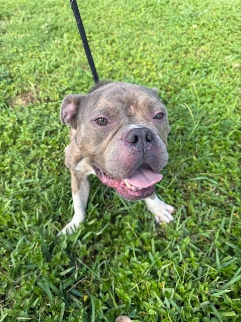 Shelter Stray Male Dog last seen Near BLOCK N CYPRESS RD, POMPANO BEACH FL 33060, 2400 SW 42nd St, Fort Lauderdale, FL 33312, USA