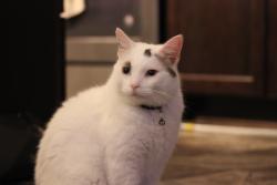 Lost Male Cat last seen Near hobby lobby, cub on round lake Blvd, Coon Rapids, MN 55433
