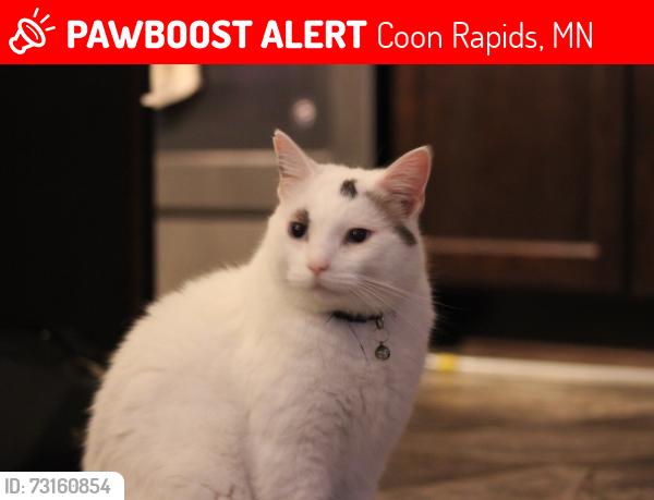 Lost Male Cat last seen Near hobby lobby, cub on round lake Blvd, Coon Rapids, MN 55433