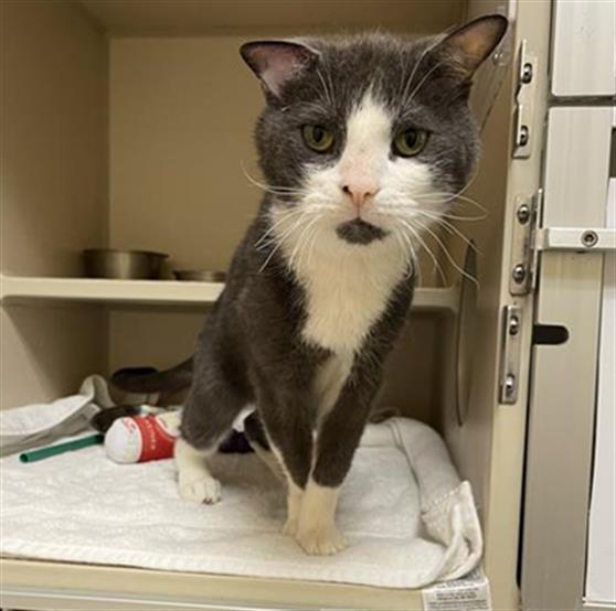 Shelter Stray Male Cat last seen Near BLOCK 19TH ST, DENVER CO 80202, 1241 W Bayaud Ave, Denver, CO 80223, USA