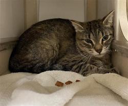 Shelter Stray Female Cat last seen Near BLOCK S LOWELL BLVD, DENVER CO 80219, 1241 W Bayaud Ave, Denver, CO 80223, USA