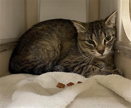 Shelter Stray Female Cat last seen Near BLOCK S LOWELL BLVD, DENVER CO 80219, 1241 W Bayaud Ave, Denver, CO 80223, USA