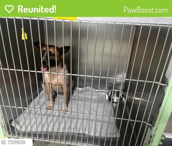 Reunited Female Dog last seen Last seen at the corner of North Morgan Street and East Columbus Drive, Tampa, FL 33602