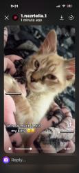 Reunited Male Cat last seen Las Vegas, NV 89135, USA, Las Vegas, NV 89135