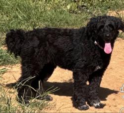 Lost Female Dog last seen Blockhouse Road, Blount County, TN 37803