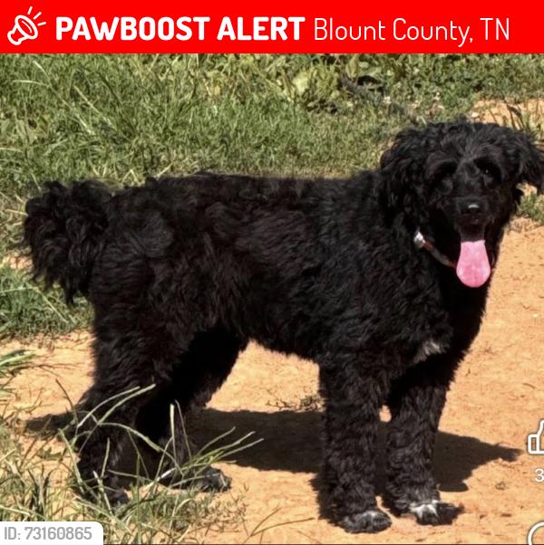 Lost Female Dog last seen Blockhouse Road, Blount County, TN 37803