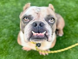 Shelter Stray Male Dog last seen , 3201 Lacy St, Los Angeles, CA 90031, USA