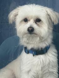 Lost Male Dog last seen N12 th st n 1St street, Newark, NJ 07107