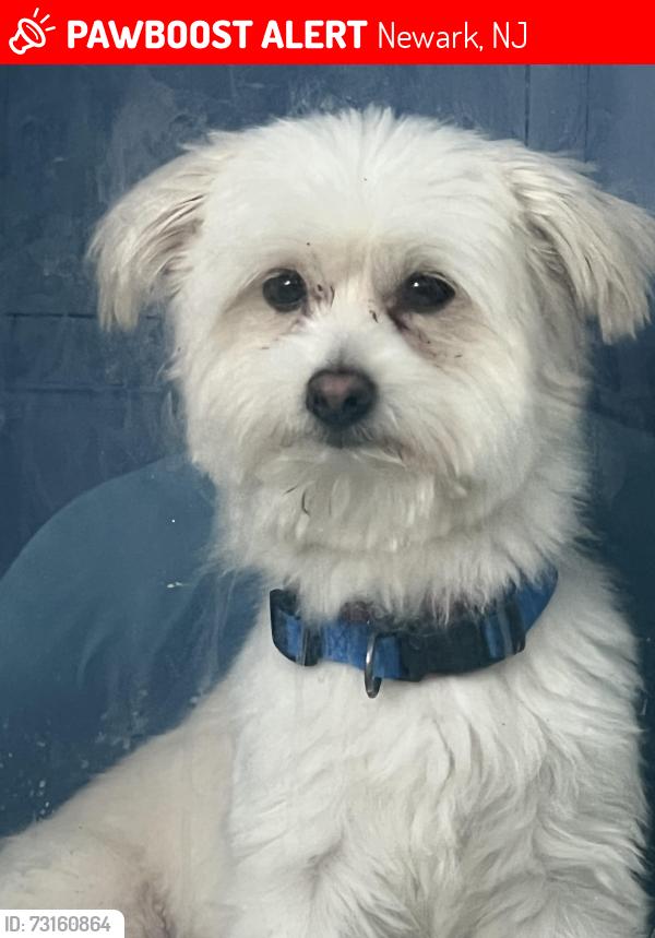 Lost Male Dog last seen N12 th st n 1St street, Newark, NJ 07107