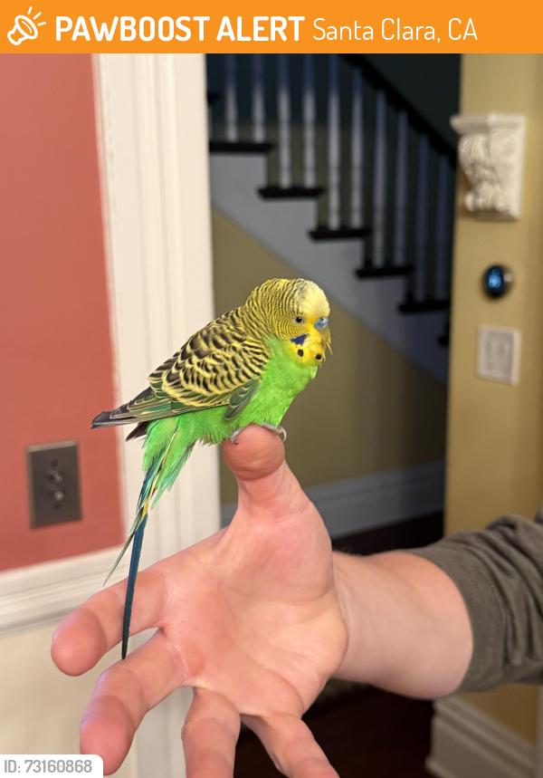 Found/Stray Unknown Bird last seen Jackson Street & Benton, Santa Clara, CA 95050