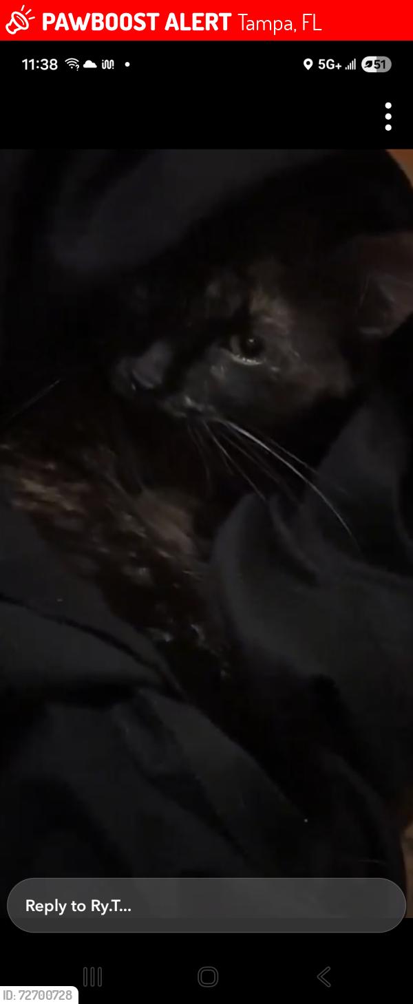 Lost Female Cat last seen Orient, 21st Avenue, Tampa, FL 33619