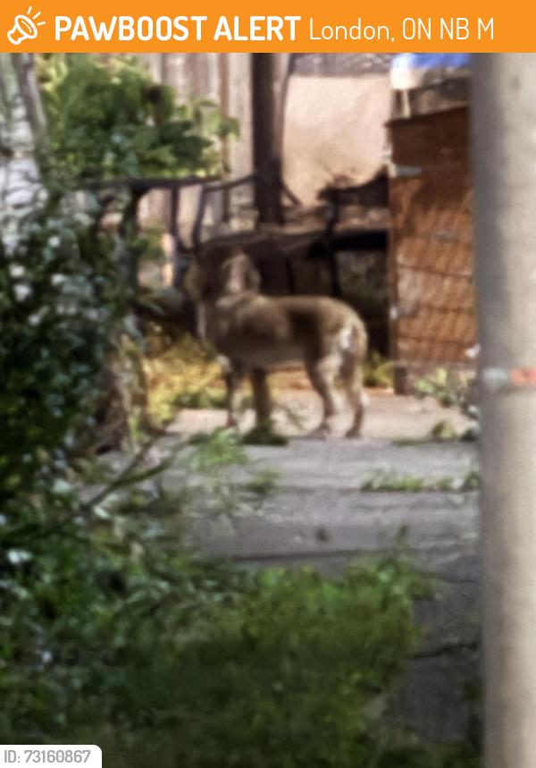 Found/Stray Unknown Dog last seen Near Horton St E, London, ON N6B 1M5