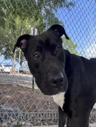 Shelter Stray Male Dog last seen CHARLOTTE, 8315 Byrum Dr, Charlotte, NC 28217, USA