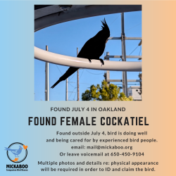 Found/Stray Female Bird last seen Oakland, Oakland, CA 94612