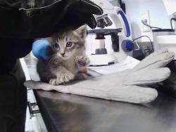 Shelter Stray Male Cat last seen CHARLOTTE, 8315 Byrum Dr, Charlotte, NC 28217, USA