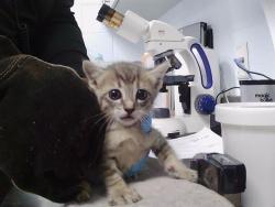 Shelter Stray Male Cat last seen CHARLOTTE, 8315 Byrum Dr, Charlotte, NC 28217, USA