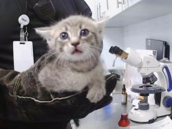Shelter Stray Male Cat last seen CHARLOTTE, 8315 Byrum Dr, Charlotte, NC 28217, USA