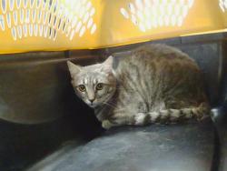 Shelter Stray Male Cat last seen CHARLOTTE, 8315 Byrum Dr, Charlotte, NC 28217, USA