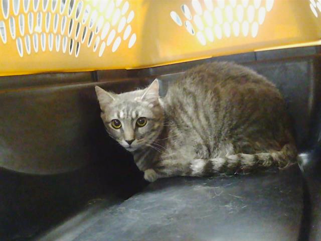 Shelter Stray Male Cat last seen CHARLOTTE, 8315 Byrum Dr, Charlotte, NC 28217, USA