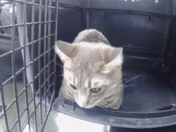 Shelter Stray Male Cat last seen CHARLOTTE, 8315 Byrum Dr, Charlotte, NC 28217, USA
