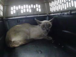 Shelter Stray Female Cat last seen CHARLOTTE, 8315 Byrum Dr, Charlotte, NC 28217, USA