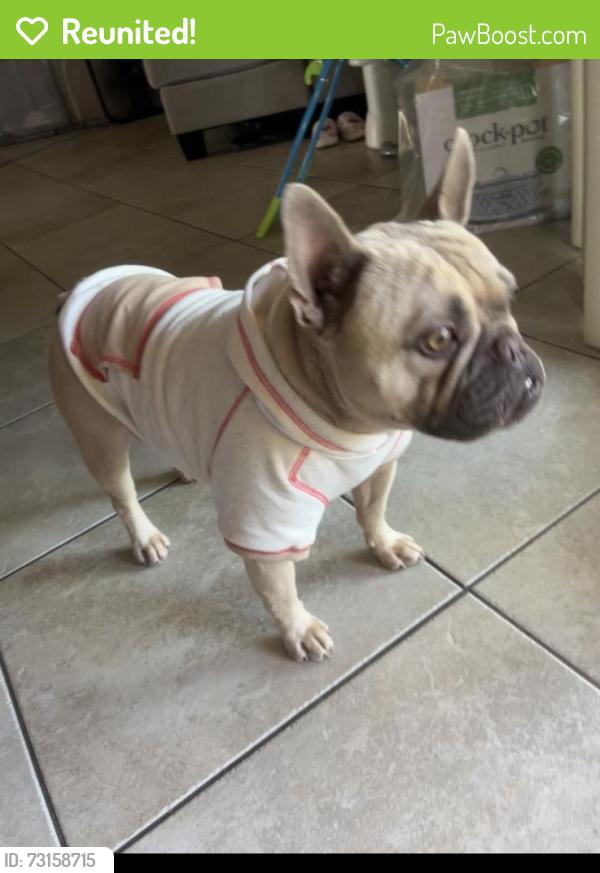 Reunited Male Dog last seen June way, El Cajon, CA 92021