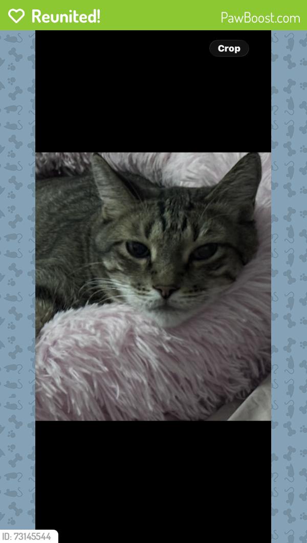 Reunited Male Cat last seen Near N Hamilton Street # 44 Chandler,AZ 85225, Chandler, AZ 85225