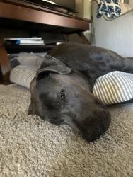 Reunited Male Dog last seen 4th street Long Beach Ca, Long Beach, CA 90814