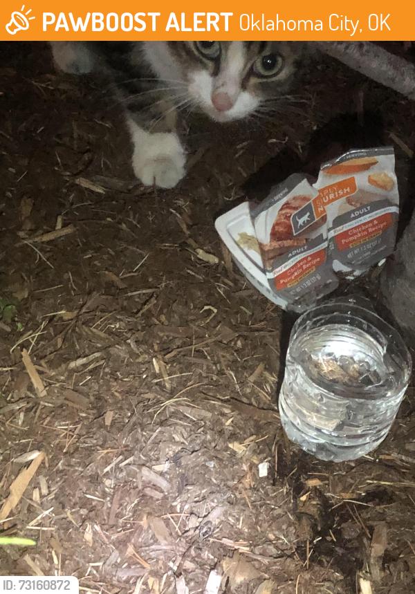 Found/Stray Unknown Cat last seen 63rd and Portland at on que, Oklahoma City, OK 73116