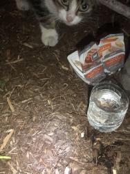 Found/Stray Unknown Cat last seen 63rd and Portland at on que, Oklahoma City, OK 73116