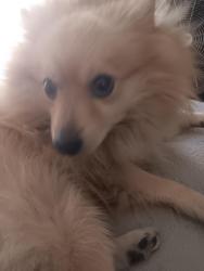 Reunited Male Dog last seen Carson ave, Hawaiian Gardens, CA 90716