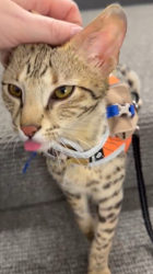 Lost Male Cat last seen Horizon South, Panama City Beach, FL 32413
