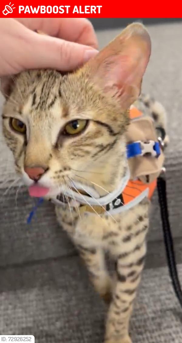 Lost Male Cat last seen Horizon South, Panama City Beach, FL 32413