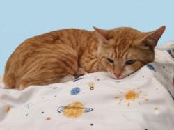 Shelter Stray Male Cat last seen , 1850 W 60th St, Los Angeles, CA 90047, USA