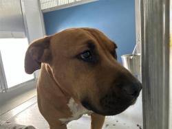 Shelter Stray Male Dog last seen Near BLOCK F ST, FRESNO CA 93706 3409, 5277 E Airways Blvd, Fresno, CA 93727, USA