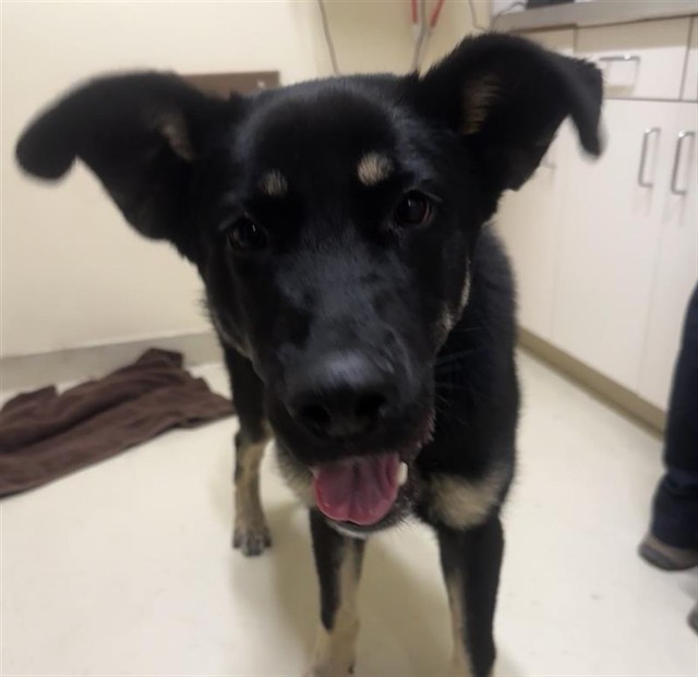 Shelter Stray Male Dog last seen CENTRAL AVE, 1950 Stevenson Blvd, Fremont, CA 94538, USA