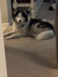 Reunited Male Dog last seen 130th and Monaco, Thornton, CO 80602