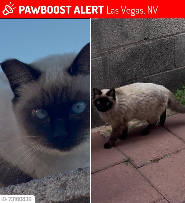 Lost Female Cat last seen Westminster Avenue and Wilbur Street by Harry Reid Airport, Las Vegas, NV 89119