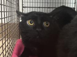 Shelter Stray Male Cat last seen , 957 N Gaffey St, San Pedro, CA 90731, USA