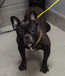 Shelter Stray Male Dog last seen Near BLOCK N NELLIS BLVD, LAS VEGAS NV 89115, 655 N Mojave Rd, Las Vegas, NV 89101, USA