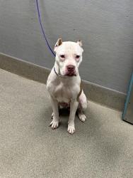 Shelter Stray Female Dog last seen , 655 N Mojave Rd, Las Vegas, NV 89101, USA