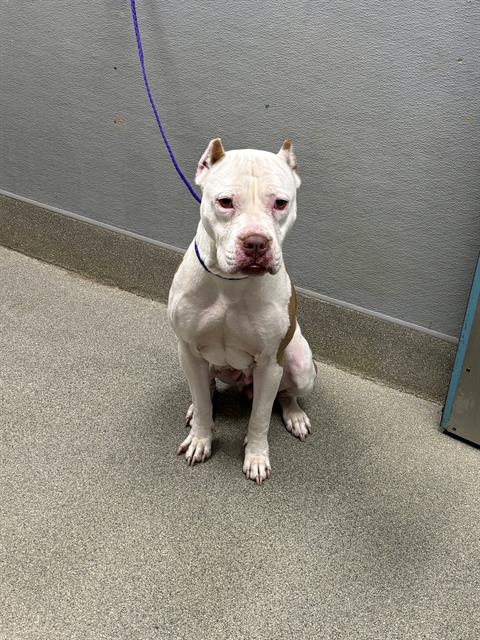 Shelter Stray Female Dog last seen , 655 N Mojave Rd, Las Vegas, NV 89101, USA