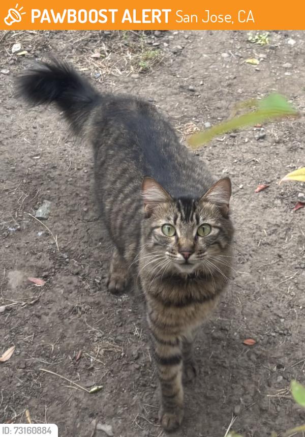 Found/Stray Female Cat last seen N. Capitol and McKee, San Jose, CA 95133