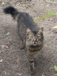 Found/Stray Female Cat last seen N. Capitol and McKee, San Jose, CA 95133