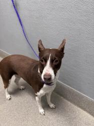 Shelter Stray Female Dog last seen , 655 N Mojave Rd, Las Vegas, NV 89101, USA